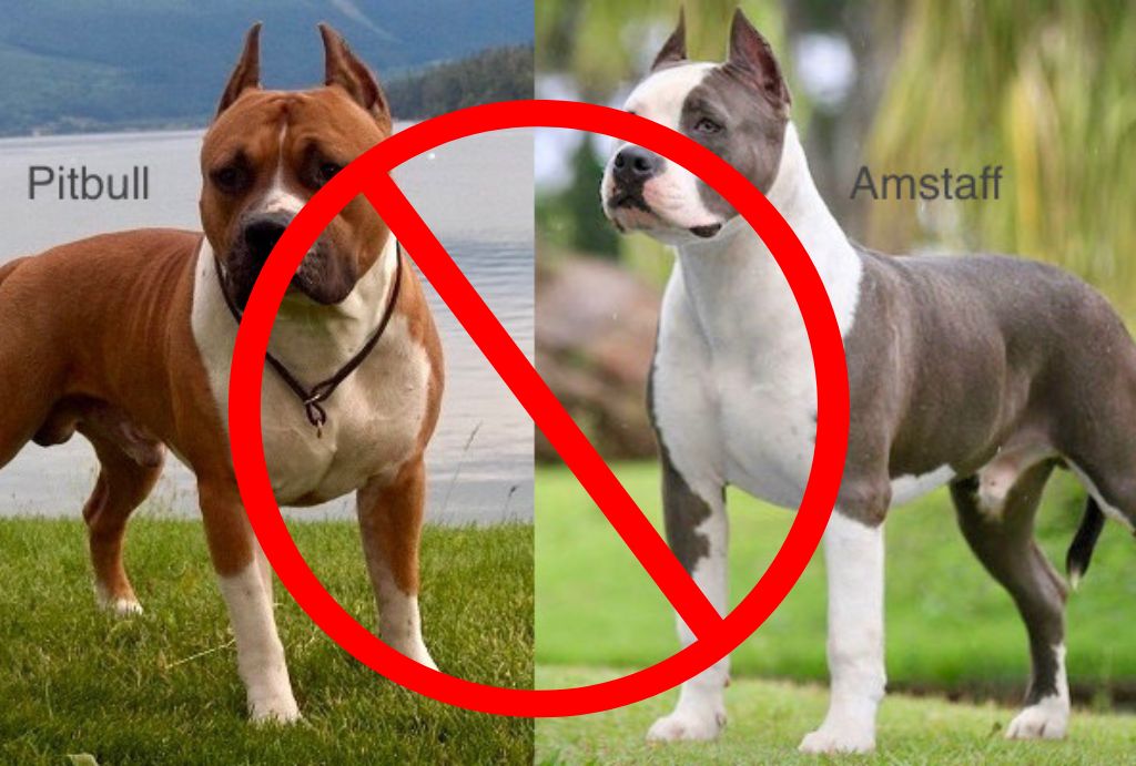 Just Banned in Texas: These Dogs Breeds Are No Longer Allowed in California